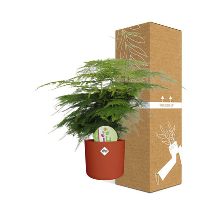 Asparagus ‘Plumosus’ – pflegeleichter Spargelfarn in ELHO Topf 14cm