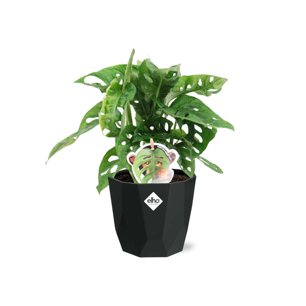 Monstera ‘Monkey Leaf’ – pflegeleichte Zimmerpflanze 14cm
