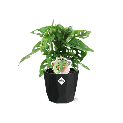 Monstera ‘Monkey Leaf’ – pflegeleichte Zimmerpflanze 14cm