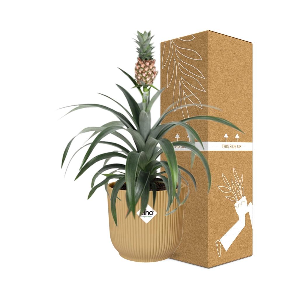 Ananas Mi Amigo Zimmerpflanze im ELHO Vibes Fold Topf 14cm Gelb