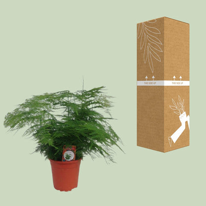 Asparagus setaceus Ø17cm – Eleganter Spargel-Farn