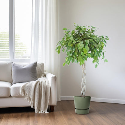 Ficus Safrana / Golden King Gevlochten Ø27cm, 110cm