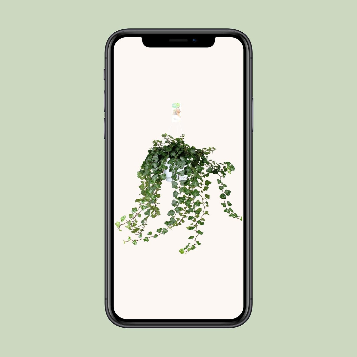 Efeu 'Wonder Green' – Pflegeleichte Kletterpflanze Ø24cm