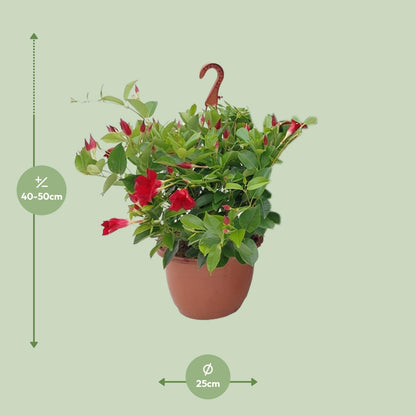 Sundaville Hängekorb Tricolor Ø25cm – Mandevilla mit prächtigen Blüten