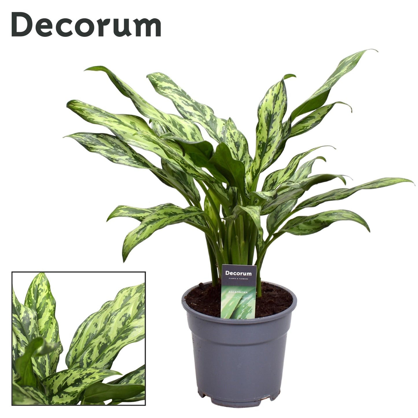 Aglaonema Stripes – Pflegeleichte Trendpflanze Ø14 cm