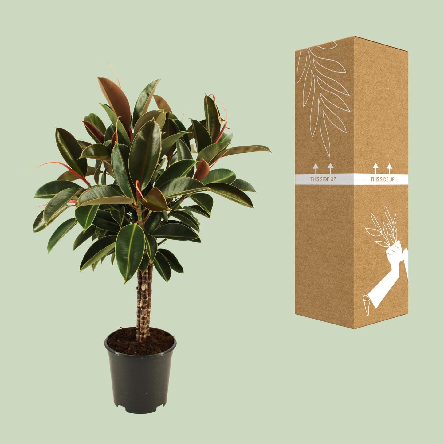 Ficus elastica Melany stam – Pflegeleichter Zimmerbaum Ø21cm