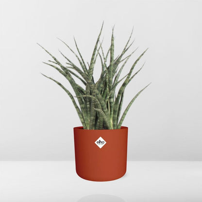 Sansevieria Fernwood Punk in ELHO b.for soft rond 14cm brique