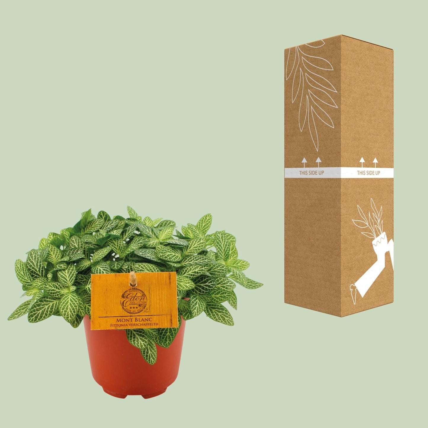 Mosaikpflanze Forest Flame – Pflegeleichte Zimmerpflanze Ø10,5cm