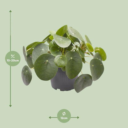 Ufopflanze (Pilea peperomioides) Ø12cm – Pflegeleicht & Trendig