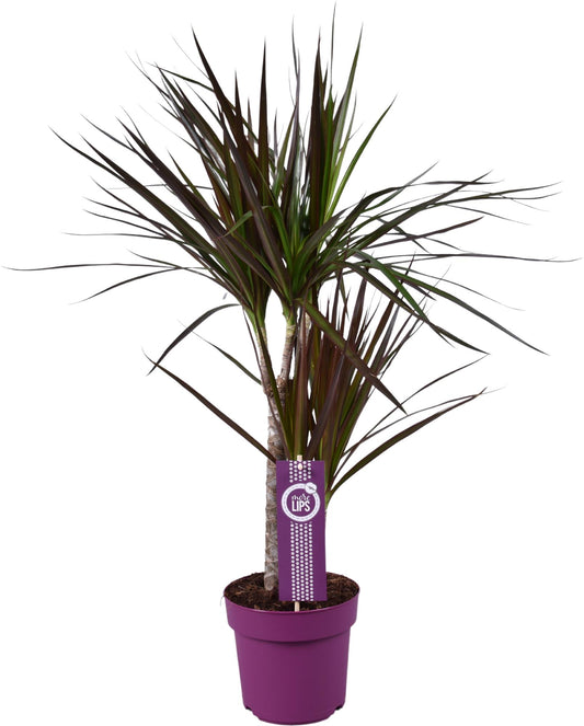 Dracaena Magenta – Pflegeleichte Zimmerpflanze Ø17cm, 70cm hoch