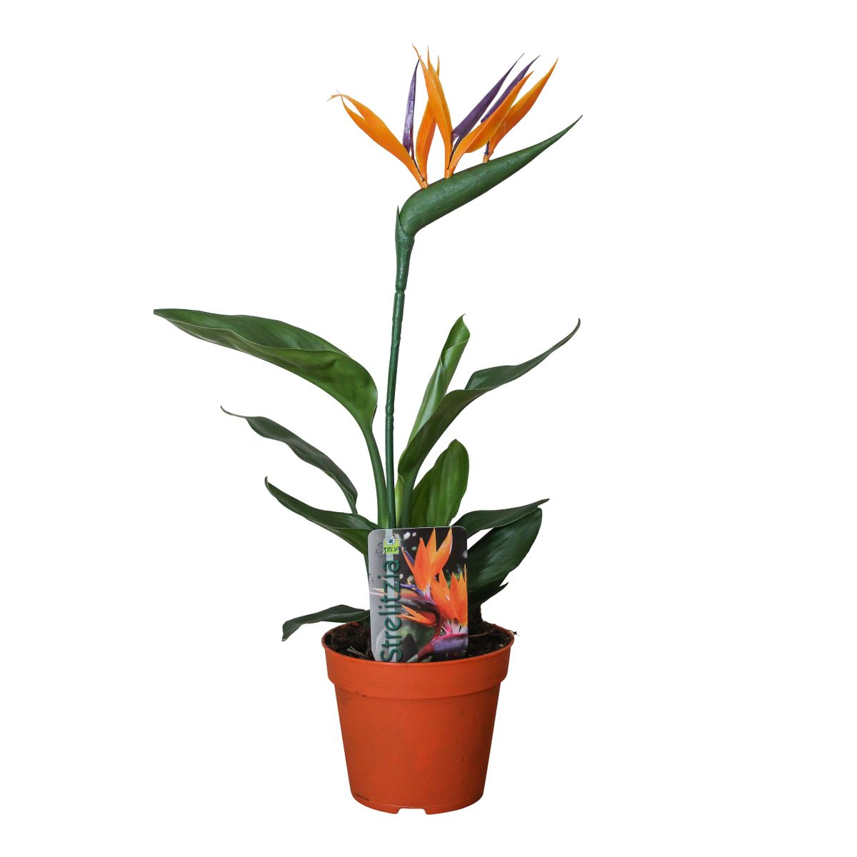 Strelitzia Reginae – Paradiesvogelpflanze Ø13cm, 35cm hoch