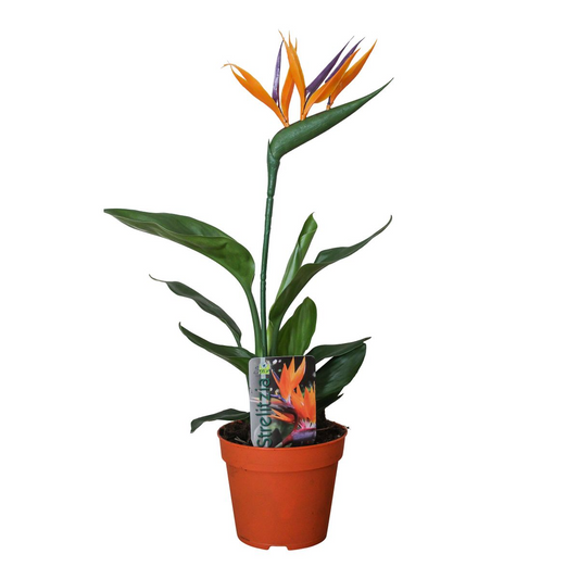 Strelitzia Reginae – Paradiesvogelpflanze Ø13cm, 35cm hoch