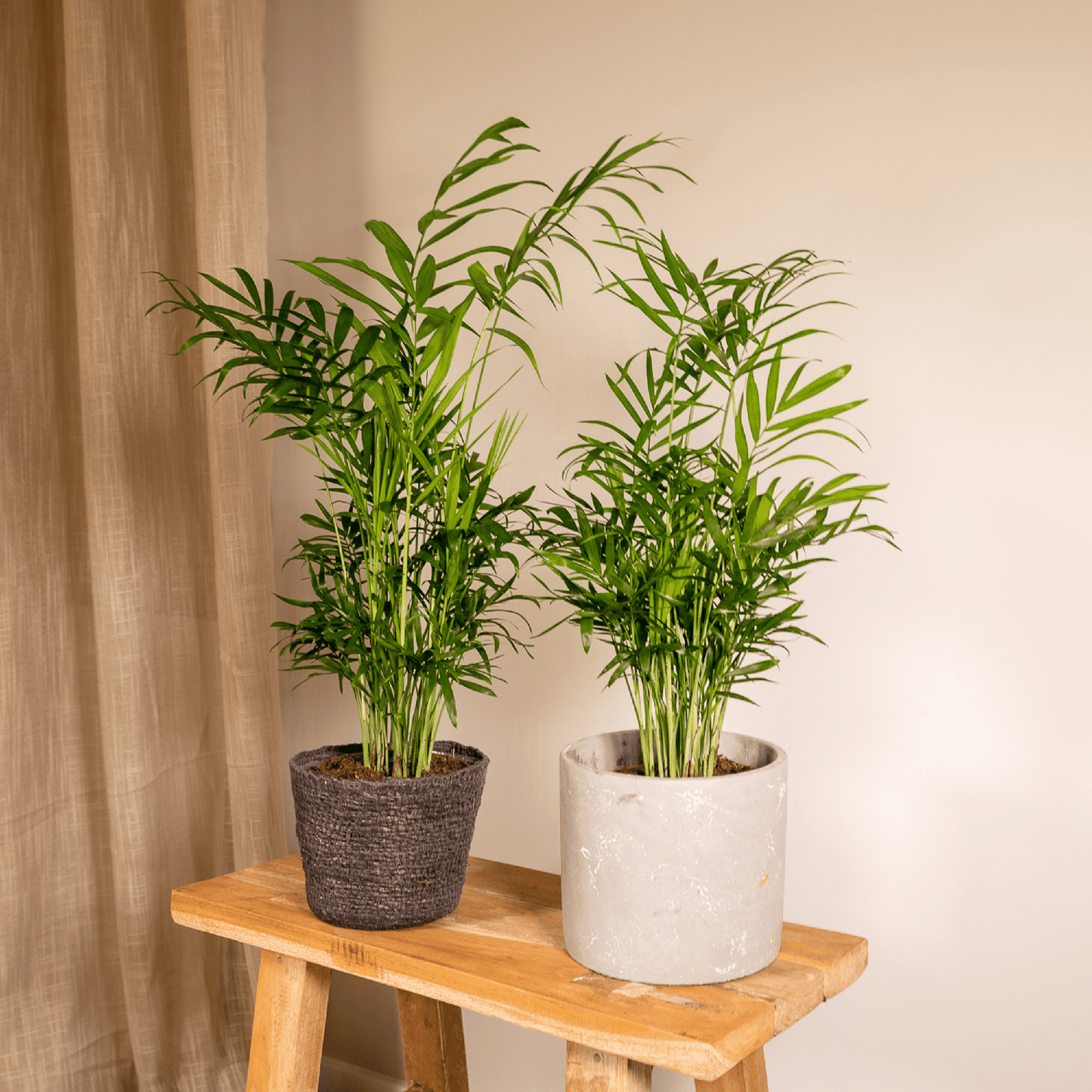 Mexikanische Bergpalme 2er Set – pflegeleicht & elegant