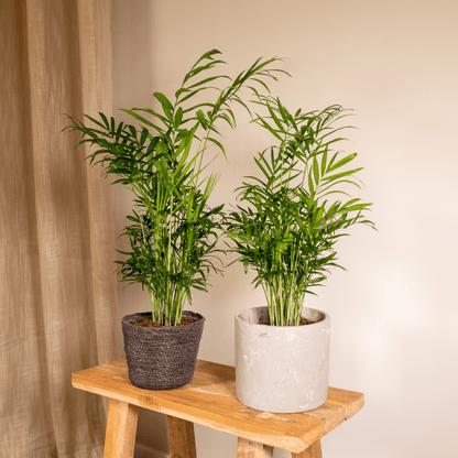 Mexikanische Bergpalme 2er Set – pflegeleicht & elegant
