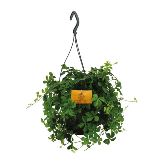 Parthenocissus Striata Ø15cm – Pflegeleichte Hängepflanze