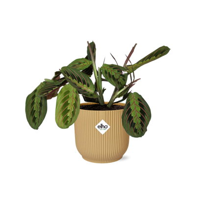 Maranta Leuconeura ‘Fascinator’ Tricolor in ELHO Vibes Fold 14cm Gelb