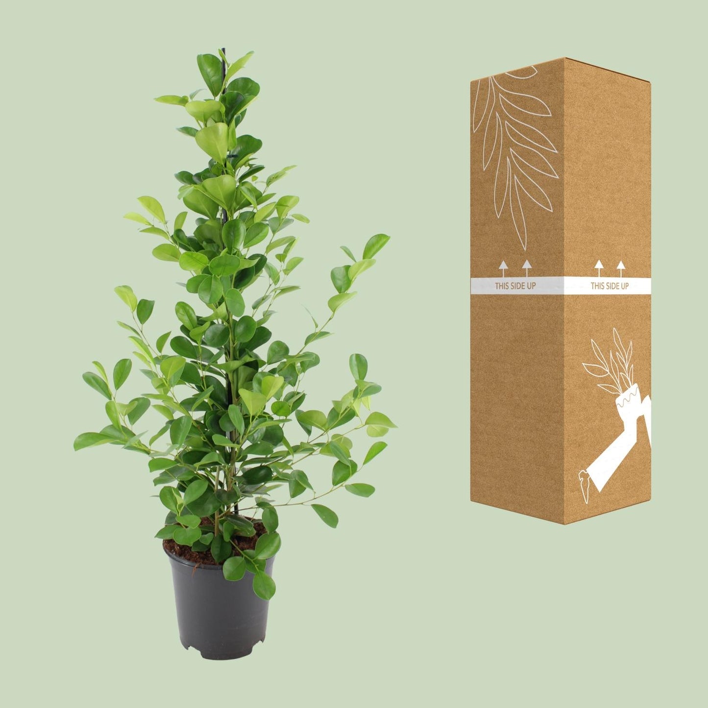 Ficus microcarpa Moclame – Pflegeleichte Zimmerpflanze Ø21cm