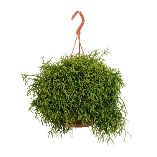Rhipsalis Heteroclada – Pflegeleichte Trendpflanze Ø21cm