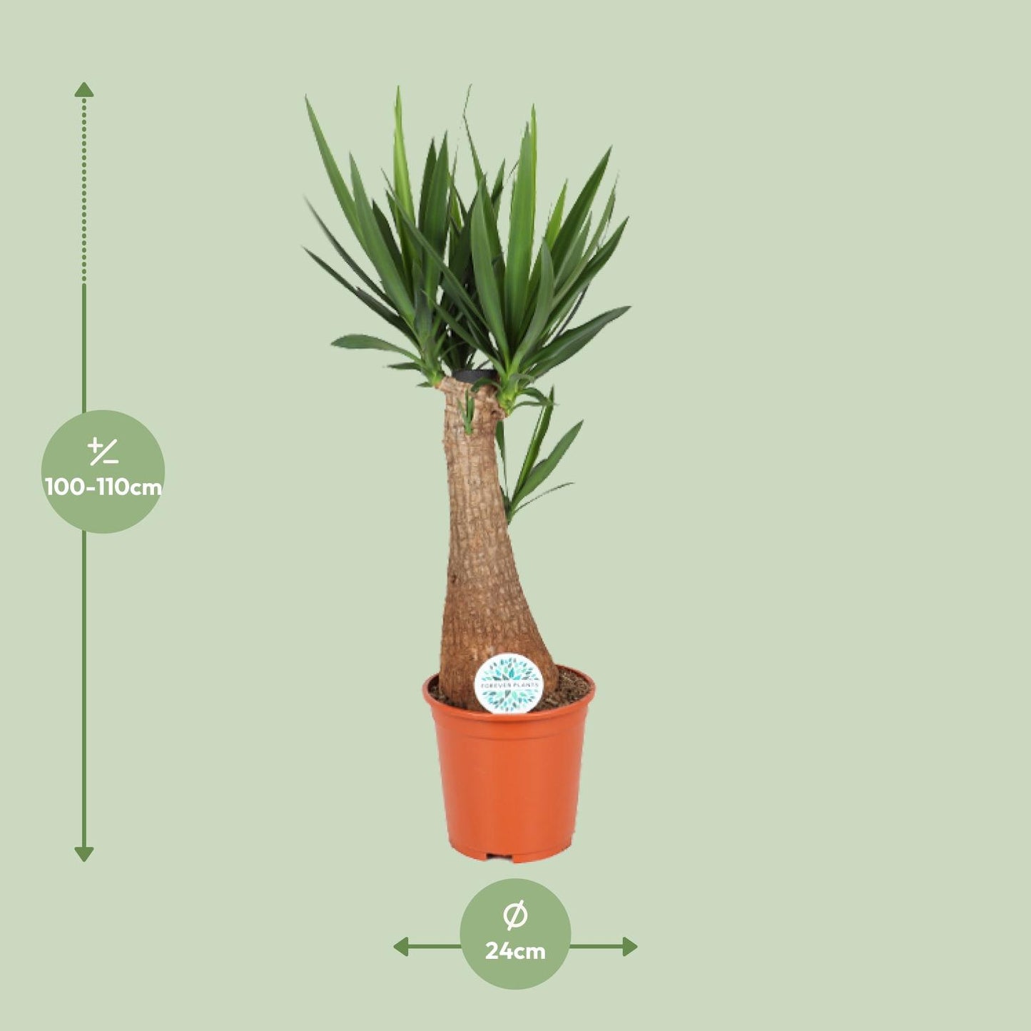 Yucca Palme – Pflegeleichte, robuste Zimmerpflanze Ø24cm, 105cm hoch