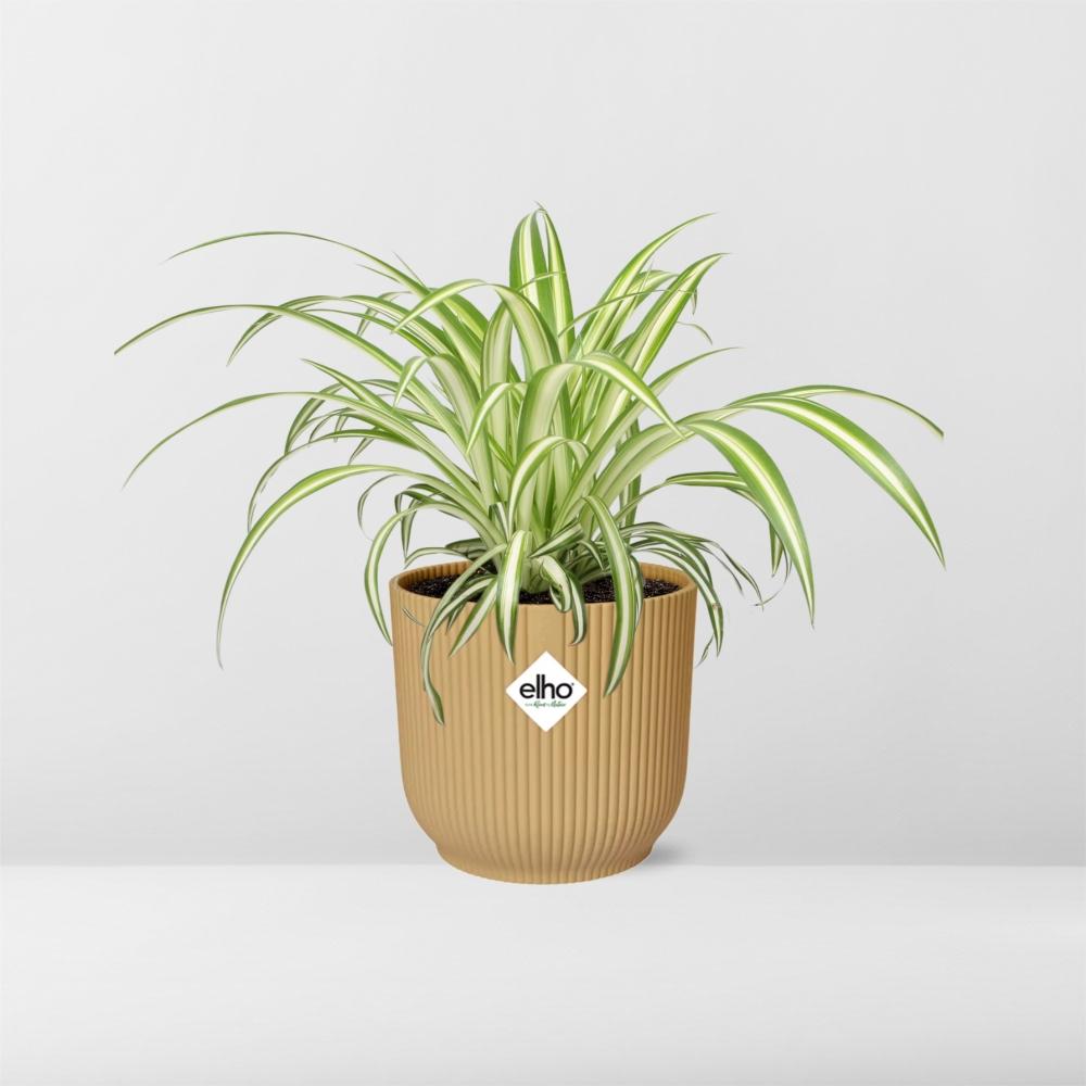 Chlorophytum Comosum Variegatum – Pflegeleichte Spinnenpflanze 14cm gelb