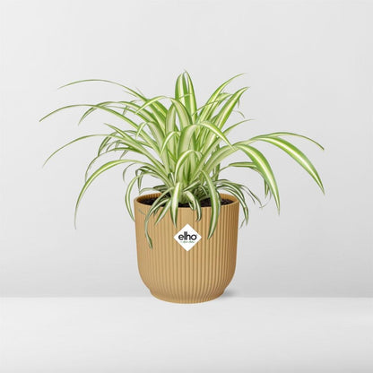 Chlorophytum Comosum Variegatum – Pflegeleichte Spinnenpflanze 14cm gelb