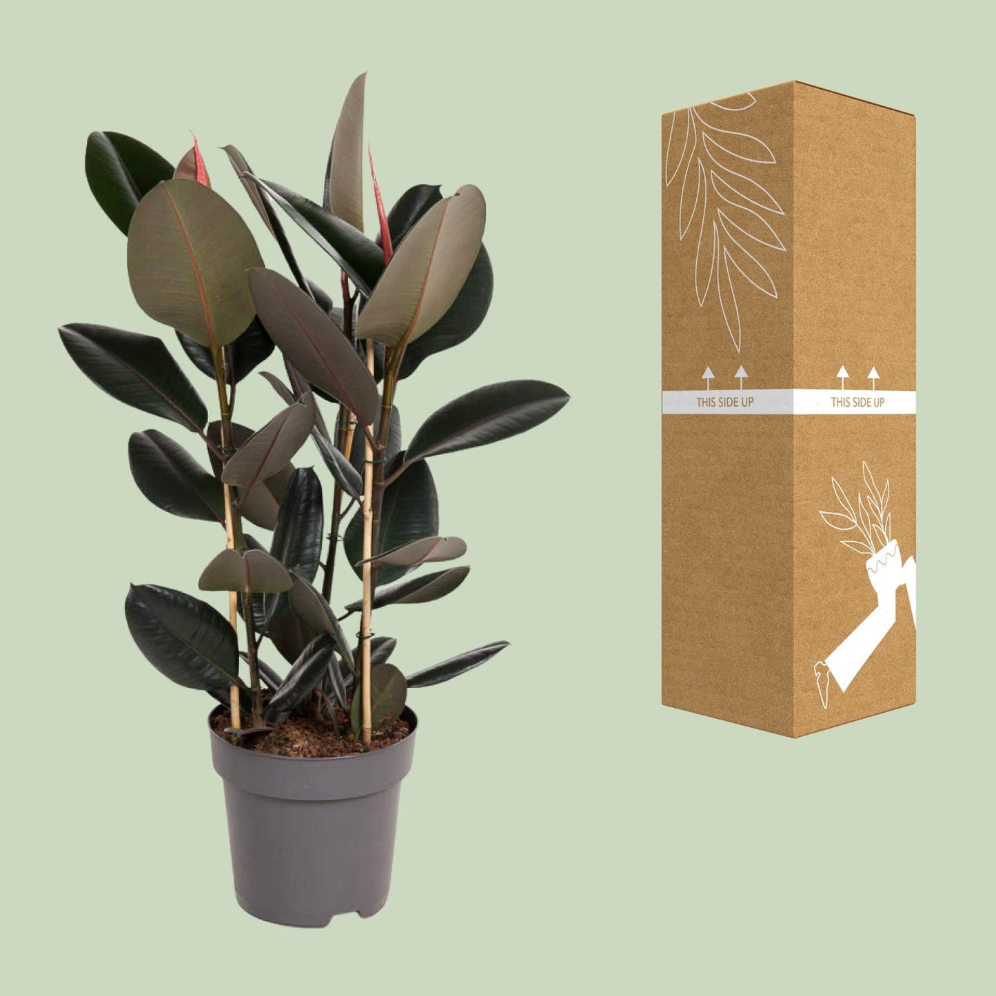 Ficus Elastica Abidjan – Pflegeleichter Gummibaum Ø27cm