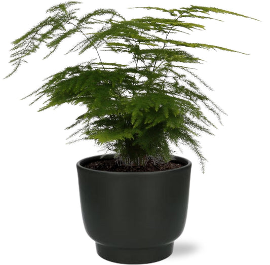 Asparagus Setaceus – pflegeleichter Zierspargel Ø12cm mit Potenza Topf Schwarz