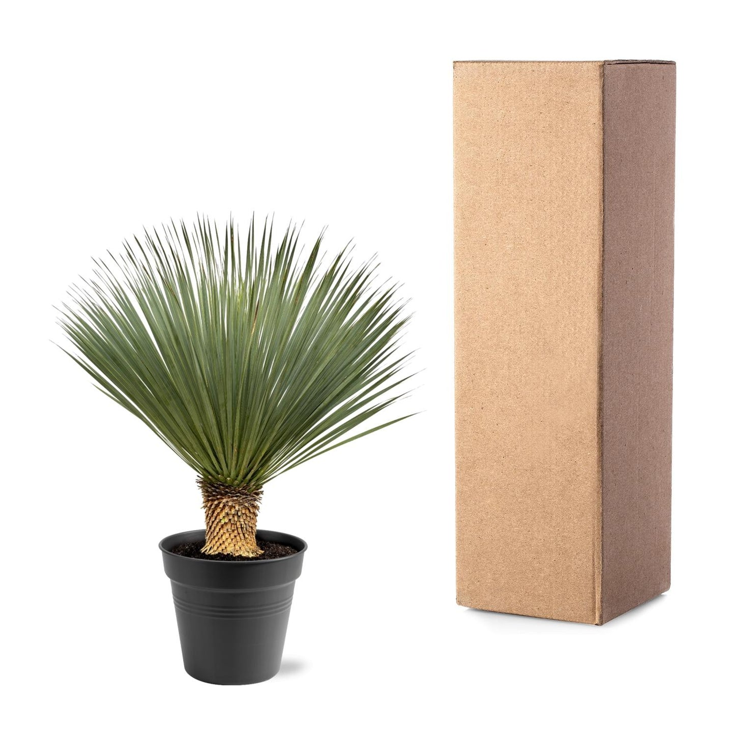 Yucca Rostrata – Robuste und pflegeleichte Zimmer- & Gartenpflanze
