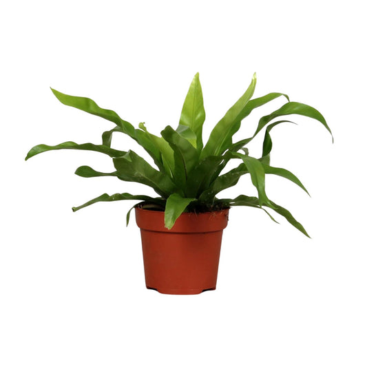 Asplenium Antiquum – Pflegeleichter Zimmerfarn Ø12cm