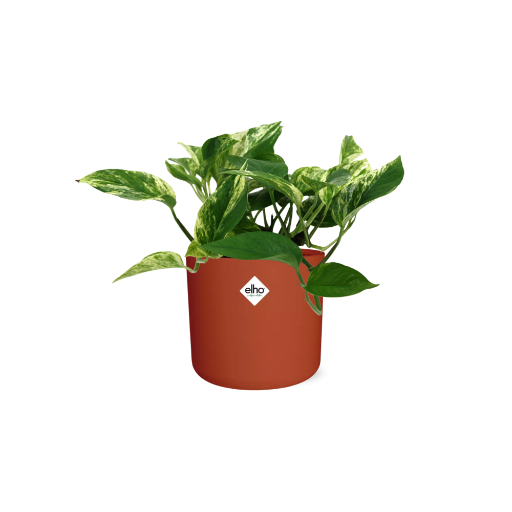 Scindapsus Marble Queen in ELHO b.for soft rond 14cm brique