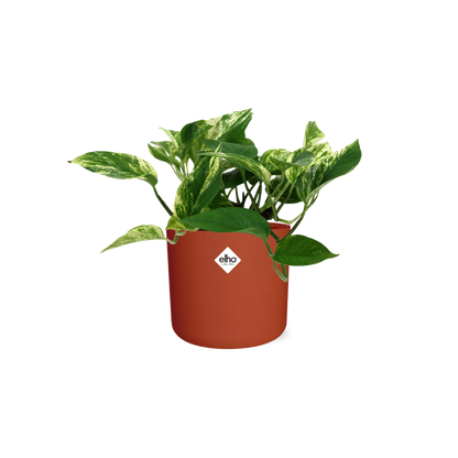 Scindapsus Marble Queen in ELHO b.for soft rond 14cm brique