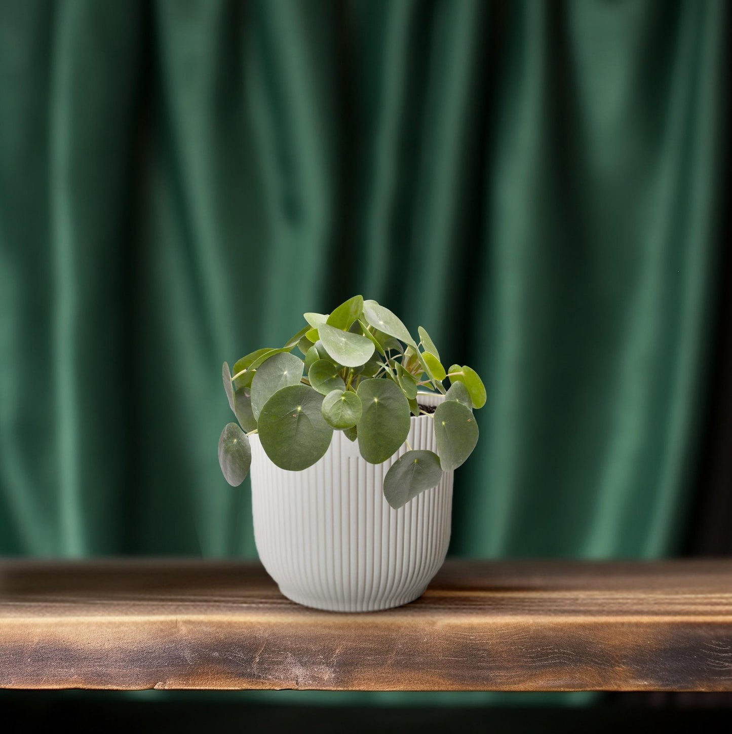 Ufopflanze (Pilea peperomioides) Ø12cm – Pflegeleicht & Trendig