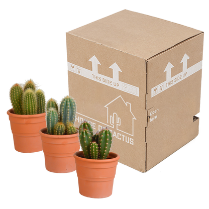 Cereus-Mischung 3er Set im Terrakottatopf 10,5 cm