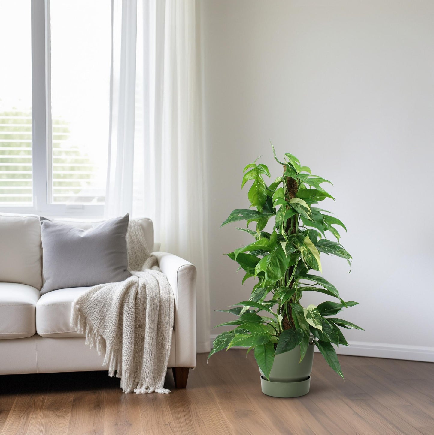 Epipremnum Pinnatum Variegata – Trendige Efeutute 80 cm