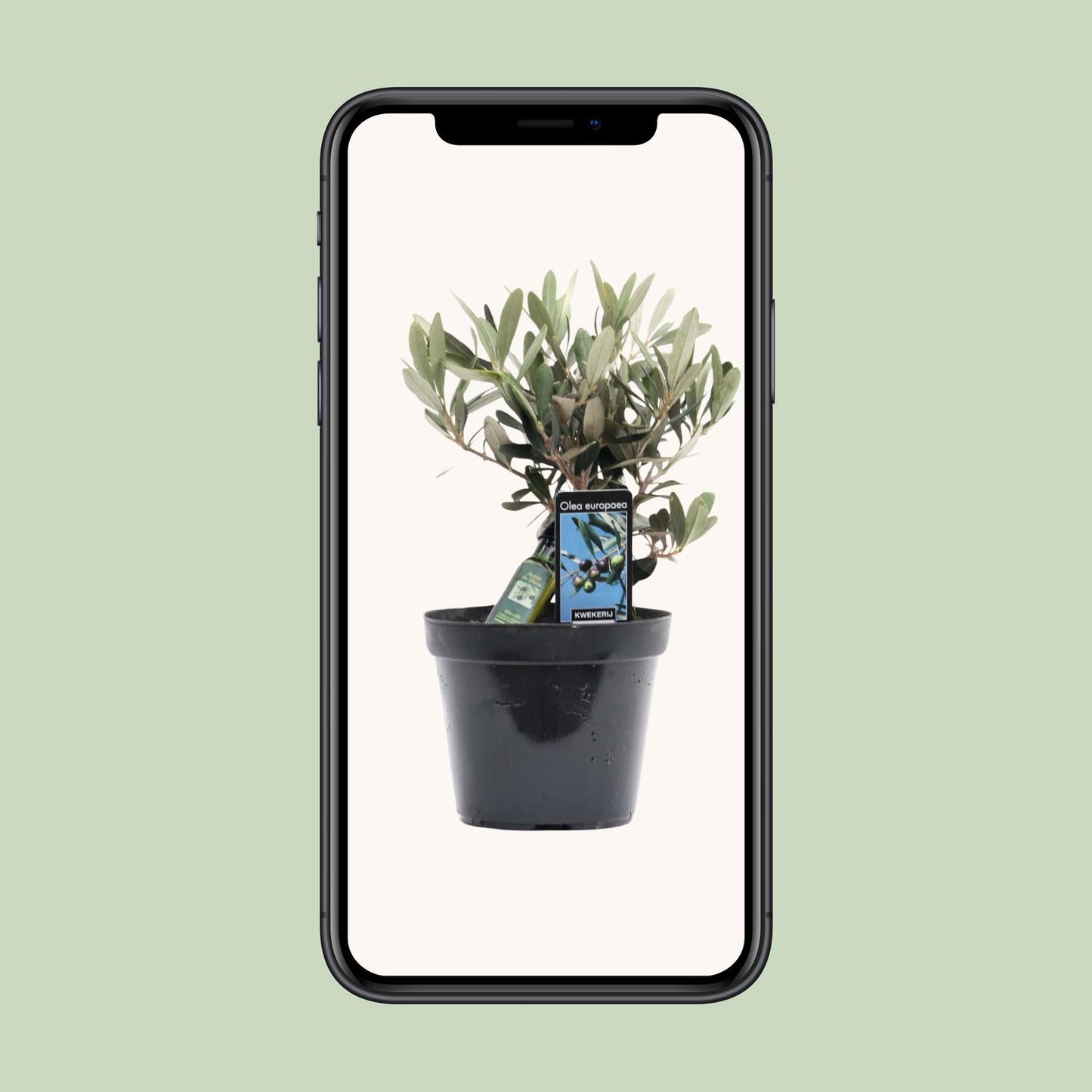 Olivenbaum Olea europaea – Pflegeleicht & Mediterran Ø13cm