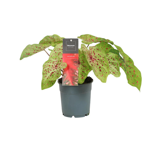 Caladium Miss Muffet – Pflegeleichte Engelsspitze Ø12cm
