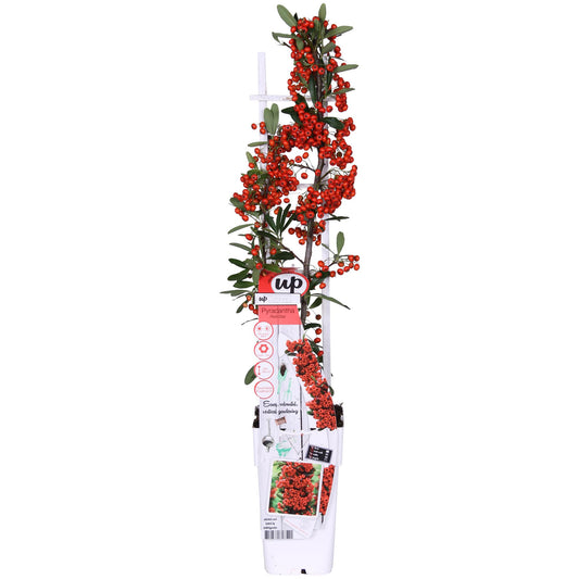Pyracantha coccinea Red Star – Immergrüner Feuerdorn mit roten Beeren