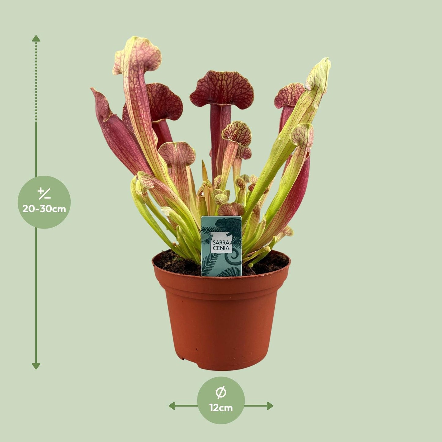 Sarracenia Barba – Schlauchpflanze Ø12cm, 25cm hoch