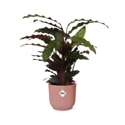 Calathea Rufibarba ‘Tropistar’ in ELHO Vibes Fold 14cm rosa