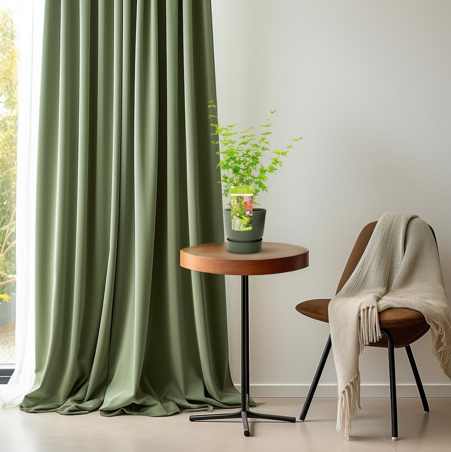 Fächerahorn 'Going Green' – kompakte Zimmer- & Gartenpflanze