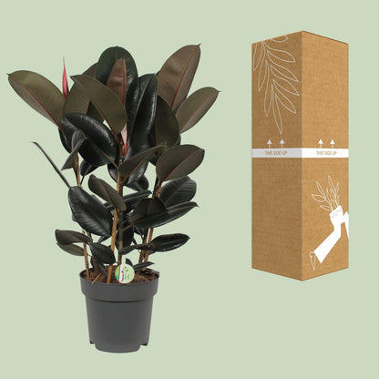 Ficus Abidjan Ø27cm – Pflegeleichte tropische Zimmerpflanze