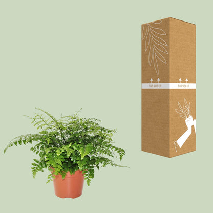 Streifenfarn Parvati – Eleganter pflegeleichter Zimmerfarn Ø17cm