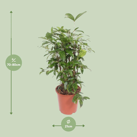 Dracaena Surculosa – Pflegeleichter Drachenbaum Ø21cm