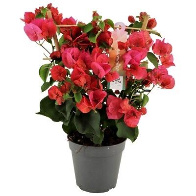 Bougainvillea Rot – Pflegeleichte mediterrane Kletterpflanze Ø12cm