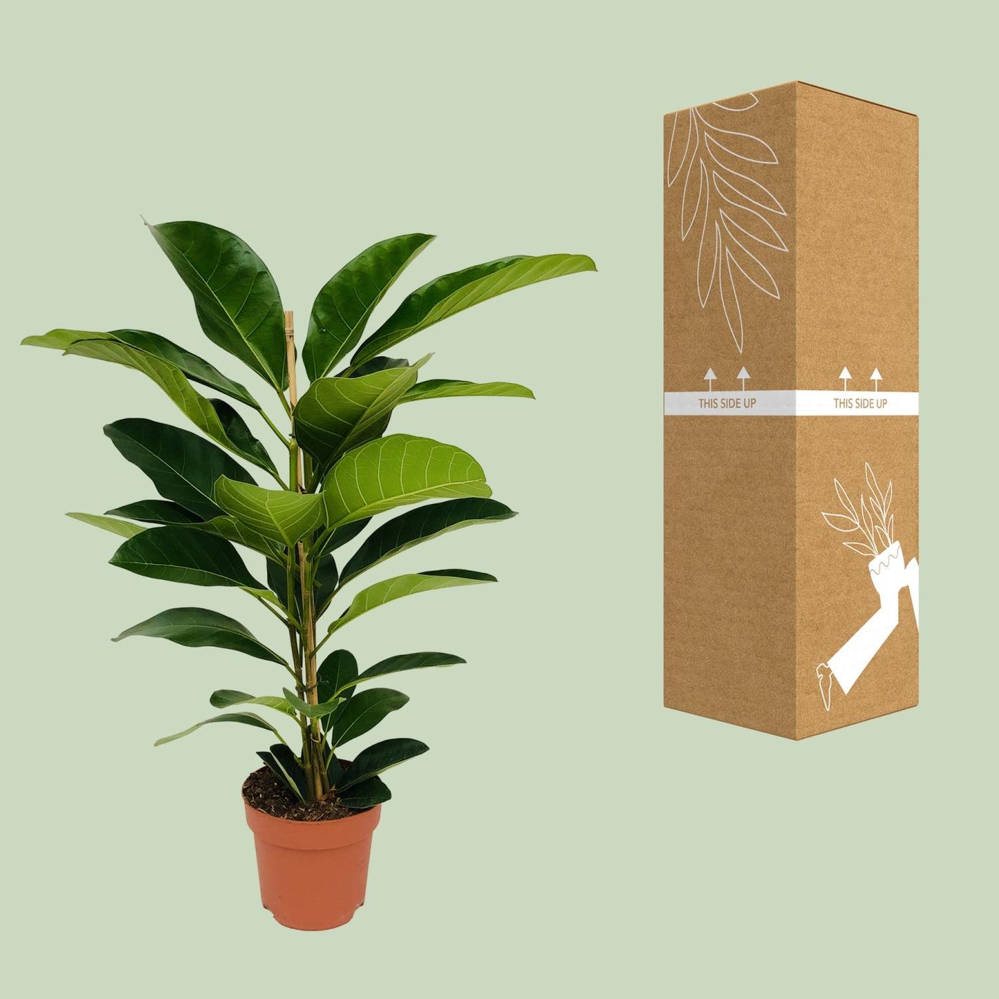 Ficus Benghalensis Roy – Pflegeleichte Zimmerpflanze Ø21cm