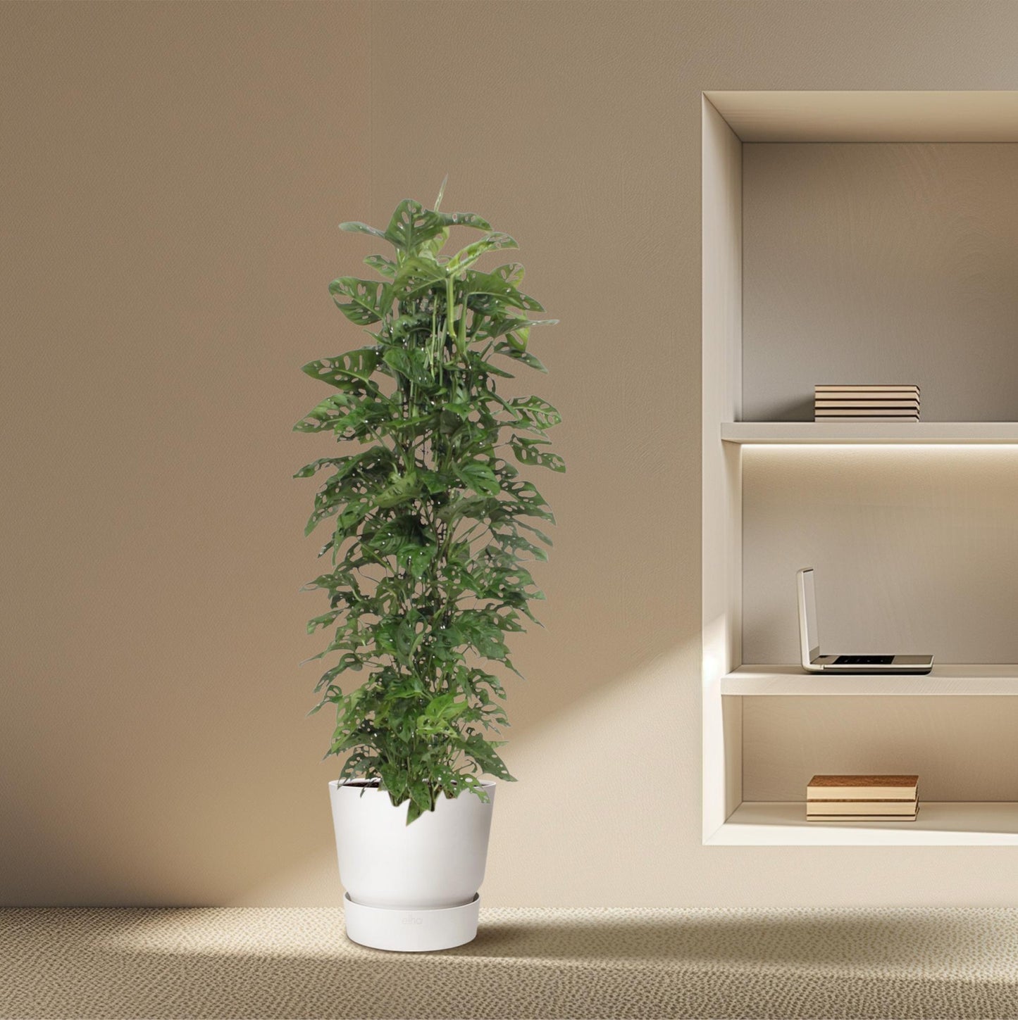 Monstera Monkey Leaf Zimmerpflanze mit Rankgitter 180 cm