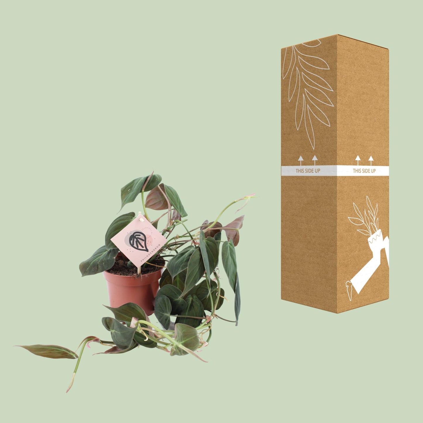 Philodendron Micans – Samtpflanze Ø12cm, pflegeleicht & elegant