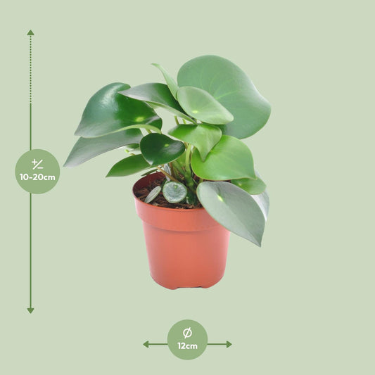 Peperomia Raindrop – Pflegeleichte Zimmerpflanze 12cm
