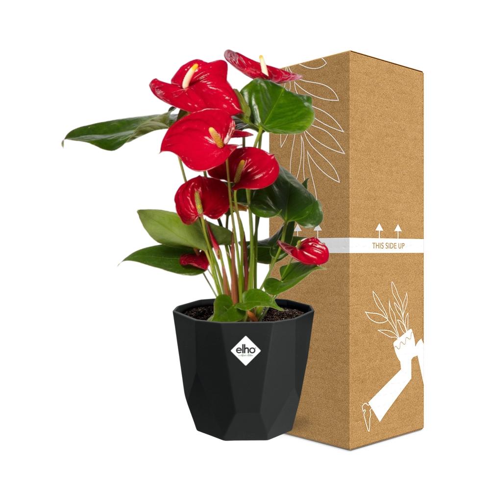 Anthurium Red 12 cm im schwarzen Zierkübel