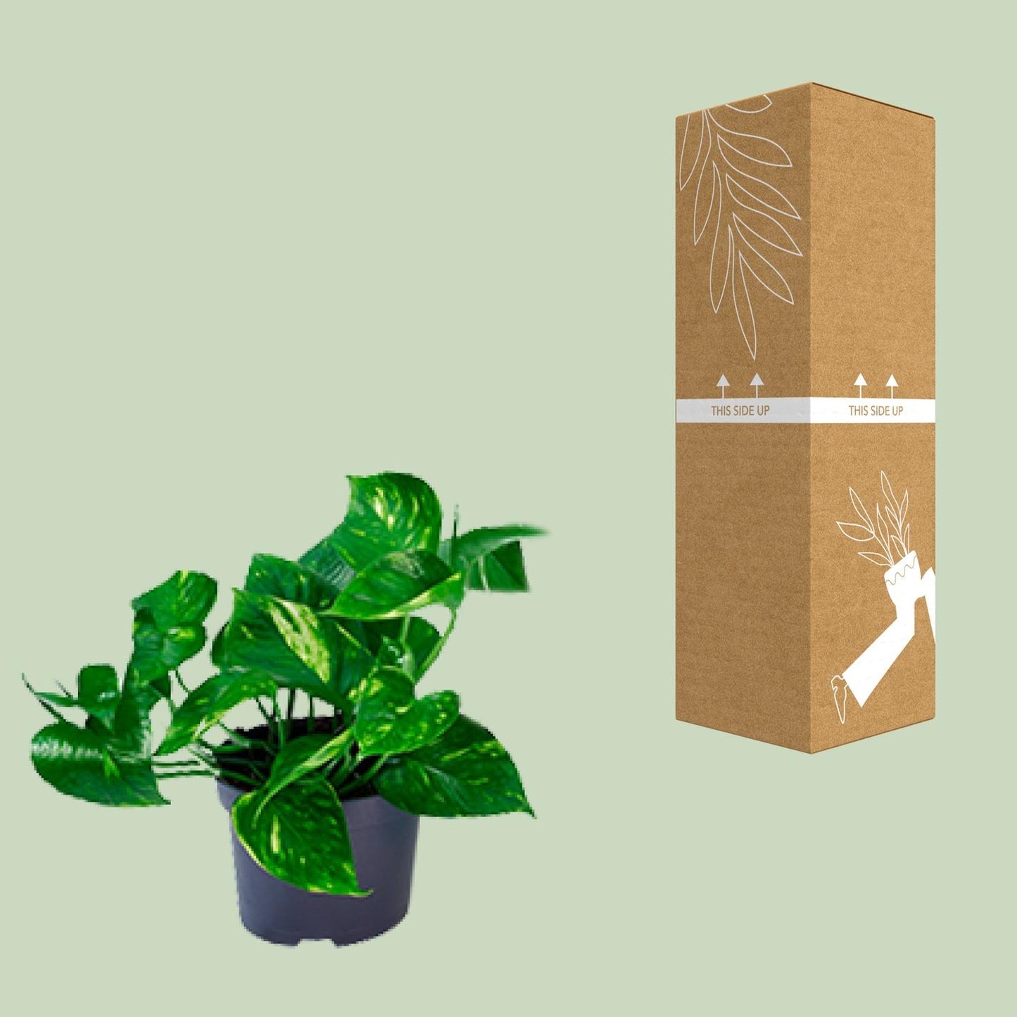 Efeutute Ø12 cm – Pflegeleichte Rankpflanze 20 cm